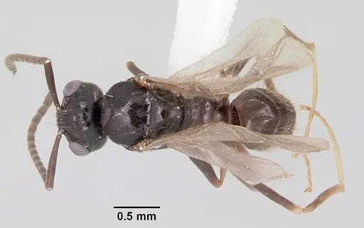 Prenolepis imparis specimen CASENT0104863 image casent0104863_1