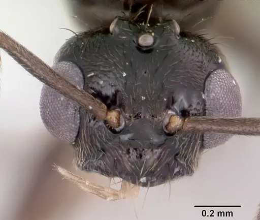 Prenolepis imparis specimen CASENT0104863 image casent0104863_2