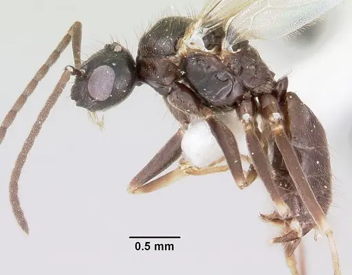 Prenolepis imparis specimen CASENT0104863 image casent0104863_3