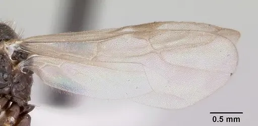Prenolepis imparis specimen CASENT0104863 image casent0104863_4