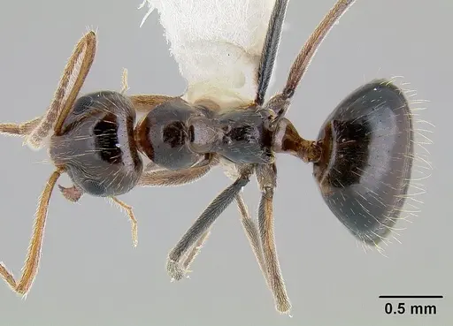 Prenolepis imparis specimen CASENT0106035 image casent0106035_1