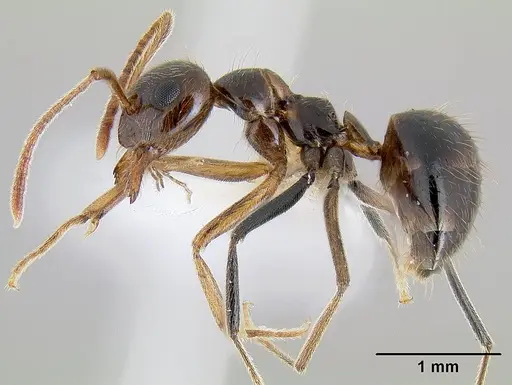 Prenolepis imparis specimen CASENT0106035 image casent0106035_3