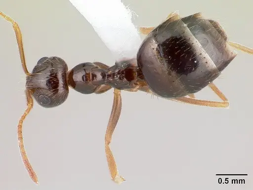 Prenolepis imparis specimen CASENT0179611 image casent0179611_1