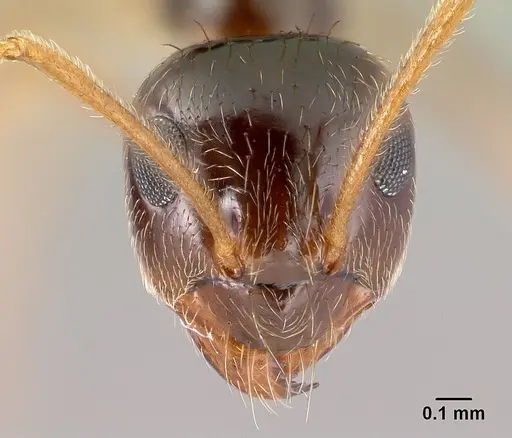 Prenolepis imparis specimen CASENT0179611 image casent0179611_2