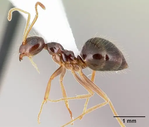 Prenolepis imparis specimen CASENT0179611 image casent0179611_3