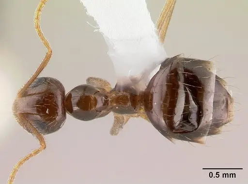 Prenolepis imparis specimen CASENT0179615 image casent0179615_1