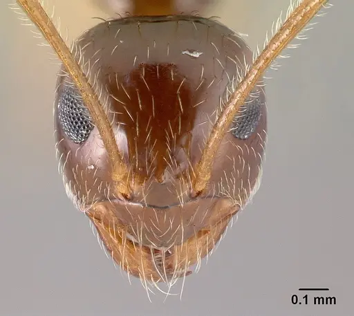 Prenolepis imparis specimen CASENT0179615 image casent0179615_2