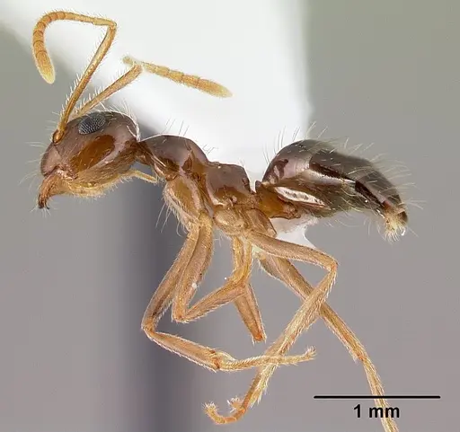 Prenolepis imparis specimen CASENT0179615 image casent0179615_3
