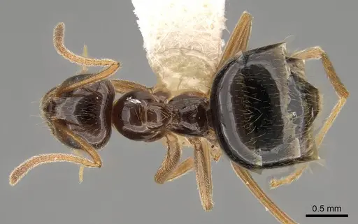 Prenolepis imparis specimen CASENT0281459 image casent0281459_1