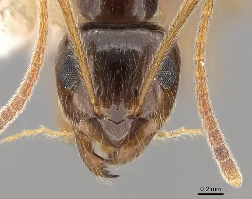 Prenolepis imparis specimen CASENT0281459 image casent0281459_2
