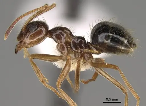 Prenolepis imparis specimen CASENT0281459 image casent0281459_3