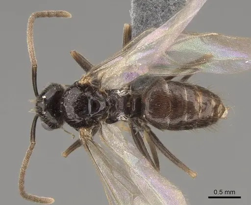 Prenolepis imparis specimen CASENT0770599 image casent0770599_1