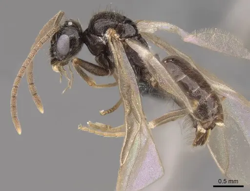 Prenolepis imparis specimen CASENT0770599 image casent0770599_3