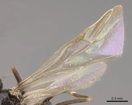 Prenolepis imparis specimen CASENT0770599 image casent0770599_4