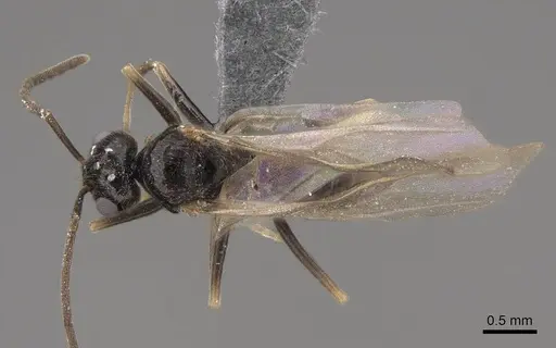 Prenolepis imparis specimen CASENT0770620 image casent0770620_1