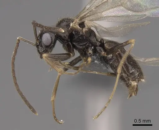 Prenolepis imparis specimen CASENT0770620 image casent0770620_3