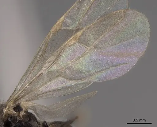 Prenolepis imparis specimen CASENT0770620 image casent0770620_4
