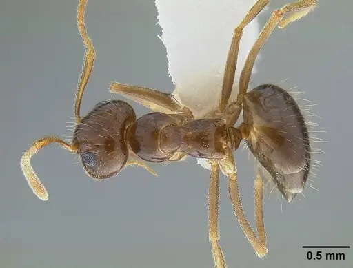 Prenolepis imparis specimen CASENT0844116 image casent0844116_1