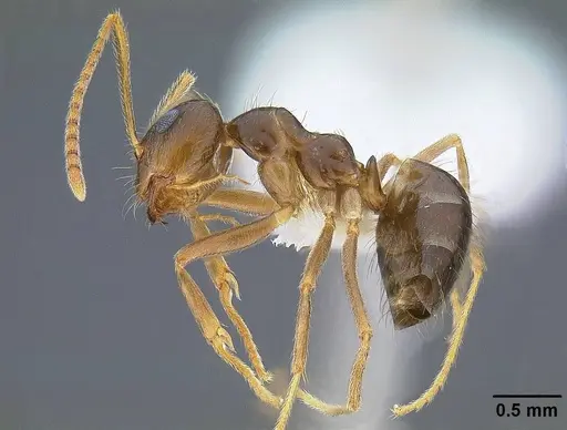 Prenolepis imparis specimen CASENT0844116 image casent0844116_3