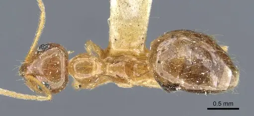 Prenolepis imparis specimen CASENT0905672 image casent0905672_1