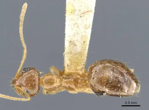 Prenolepis imparis specimen CASENT0905672 image casent0905672_2