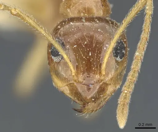 Prenolepis imparis specimen CASENT0905672 image casent0905672_3