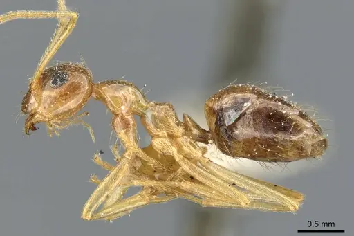 Prenolepis imparis specimen CASENT0905672 image casent0905672_4