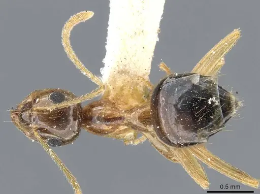 Prenolepis imparis specimen CASENT0905673 image casent0905673_1
