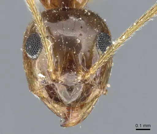 Prenolepis imparis specimen CASENT0905673 image casent0905673_2
