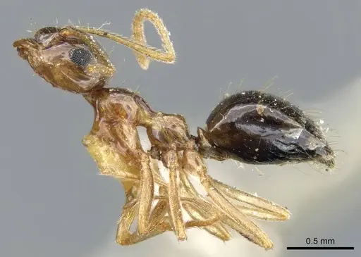 Prenolepis imparis specimen CASENT0905673 image casent0905673_3