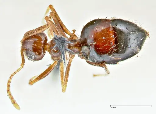 Prenolepis imparis specimen FOCOL2720 image focol2720_1