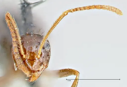 Prenolepis imparis specimen FOCOL2720 image focol2720_2