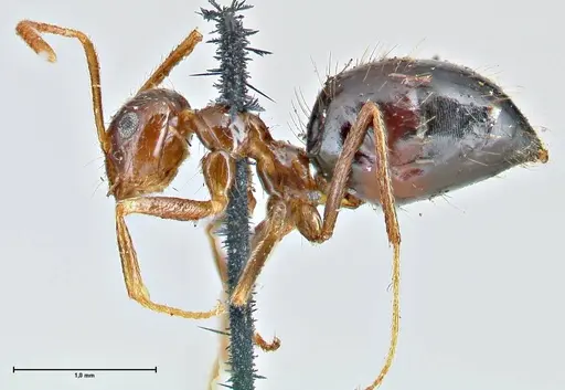 Prenolepis imparis specimen FOCOL2720 image focol2720_3