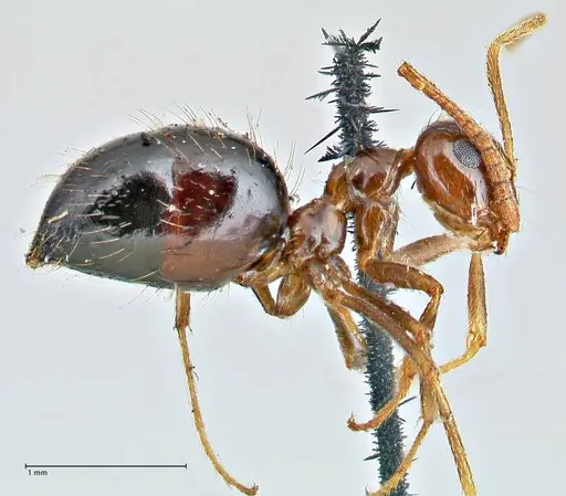 Prenolepis imparis specimen FOCOL2720 image focol2720_4