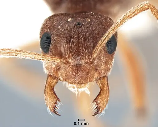 Prenolepis imparis specimen LACMENT326280 image lacment326280_1