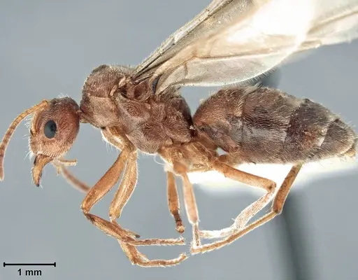 Prenolepis imparis specimen LACMENT326280 image lacment326280_2