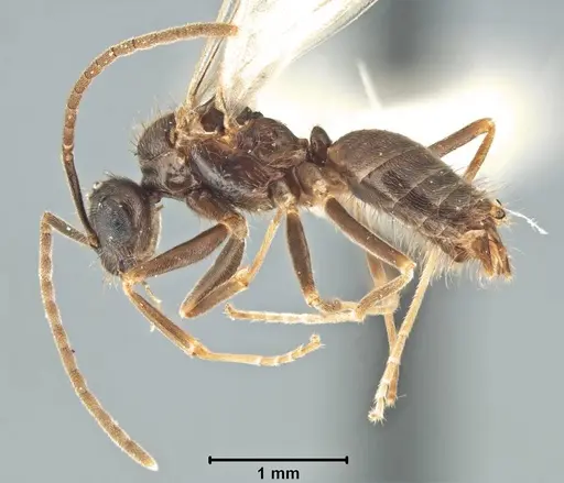 Prenolepis imparis specimen USNMENT00754902 image usnment00754902_2