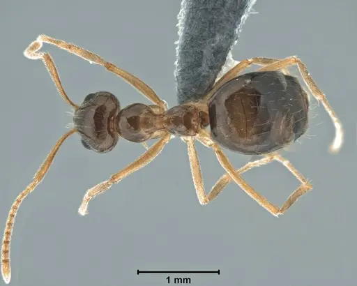 Prenolepis imparis specimen USNMENT00755082 image usnment00755082_1