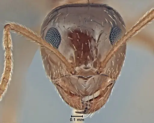 Prenolepis imparis specimen USNMENT00755082 image usnment00755082_2
