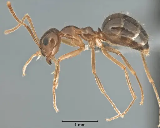 Prenolepis imparis specimen USNMENT00755082 image usnment00755082_3