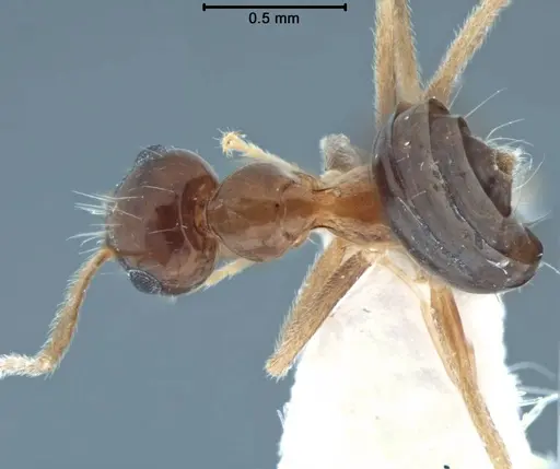 Prenolepis jacobsoni specimen USNMENT00755101 image usnment00755101_1