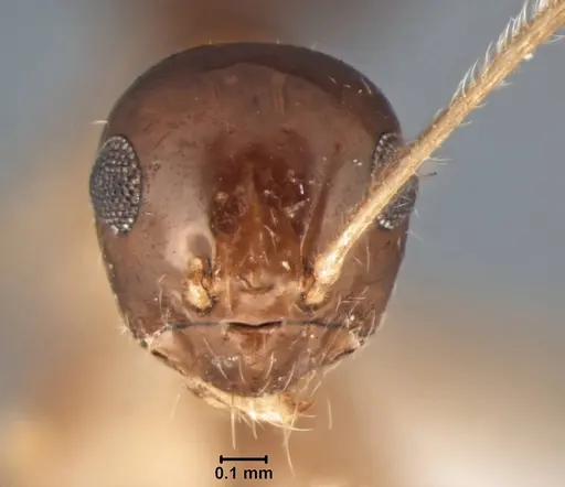 Prenolepis jacobsoni specimen USNMENT00755101 image usnment00755101_2