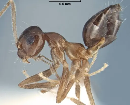 Prenolepis jacobsoni specimen USNMENT00755101 image usnment00755101_3