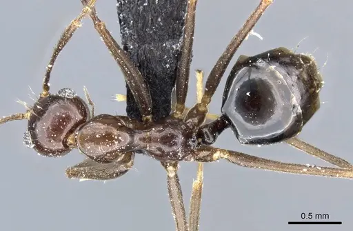 Prenolepis jerdoni specimen CASENT0905674 image casent0905674_1