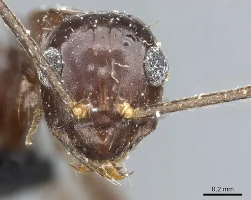 Prenolepis jerdoni specimen CASENT0905674 image casent0905674_2