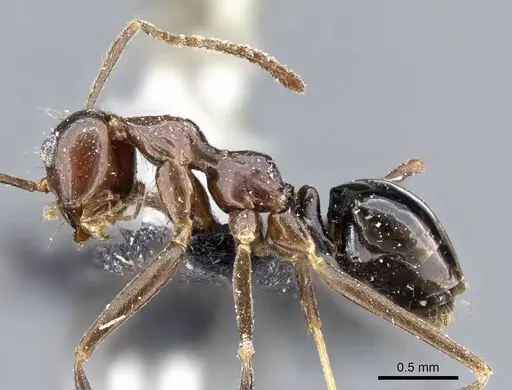 Prenolepis jerdoni specimen CASENT0905674 image casent0905674_3