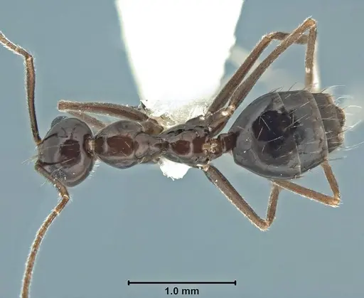 Prenolepis jerdoni specimen USNMENT00755050 image usnment00755050_1