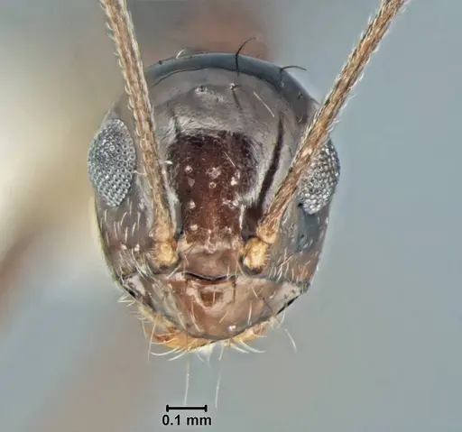 Prenolepis jerdoni specimen USNMENT00755050 image usnment00755050_2