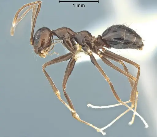 Prenolepis jerdoni specimen USNMENT00755050 image usnment00755050_3