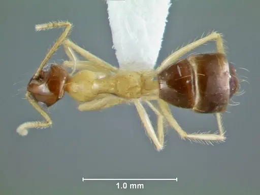 Prenolepis lakekamu specimen USNMENT01126705 image usnment01126705_1